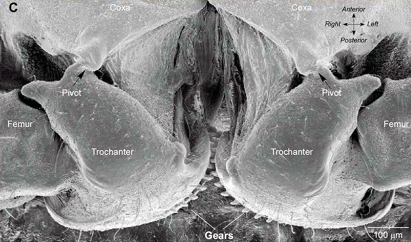 Photo showing the Issus gears in the context of the mechanical features within they function (Photo: University of Cambridge)