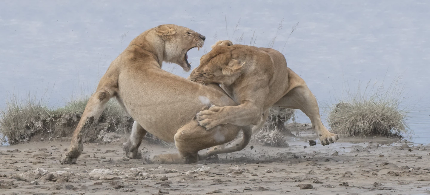 World Nature Photography Awards. Gold - Behavior, Mammals. 'Lion Fight'. Serengeti, Tanzania
