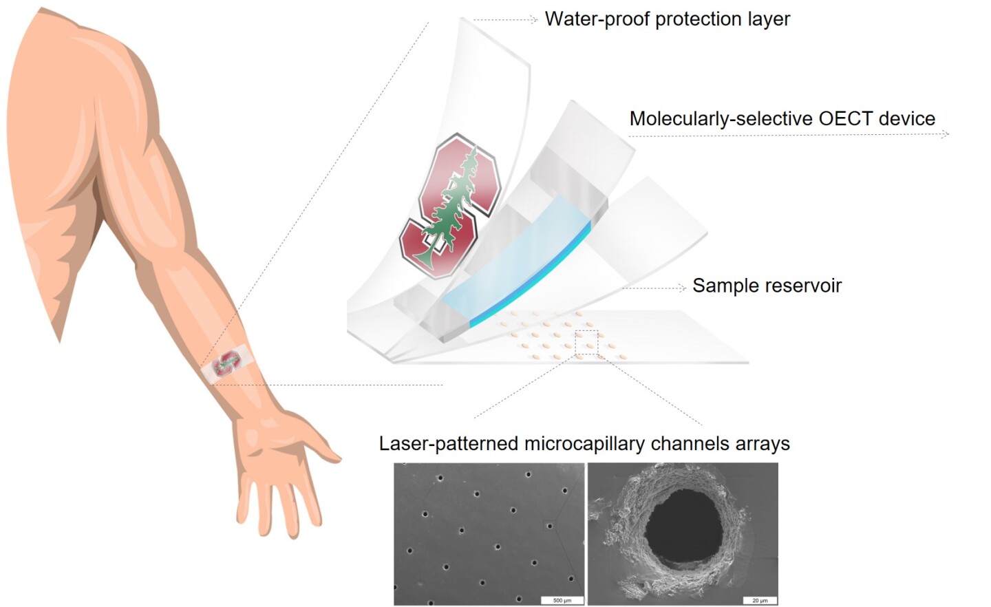 The layers contained in the cortisol biosensor and two close-up images of the holes in the bottom of the sensor that wick in sweat