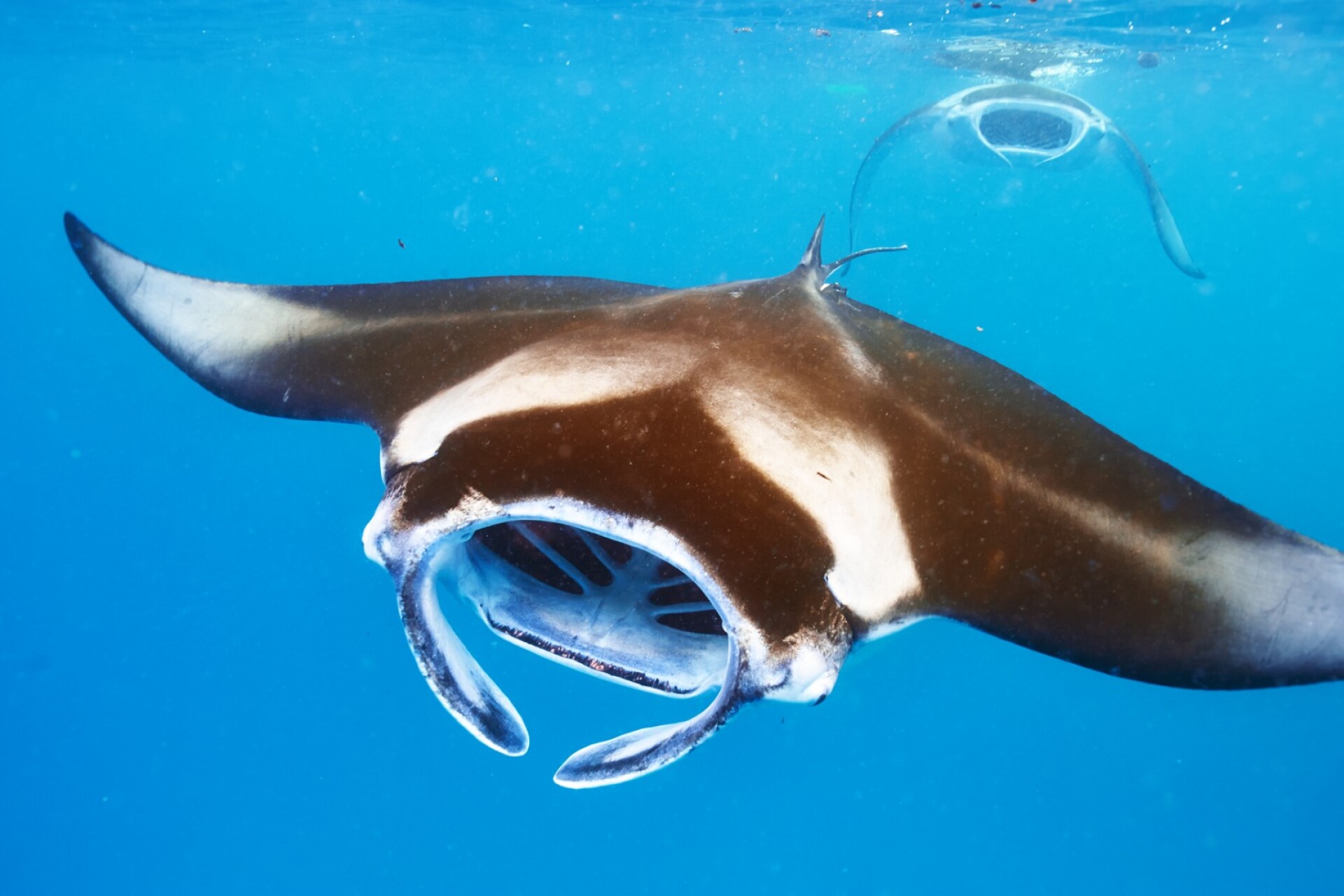 Manta rays communicate with their cephalic lobes - study - DIVE Magazine
