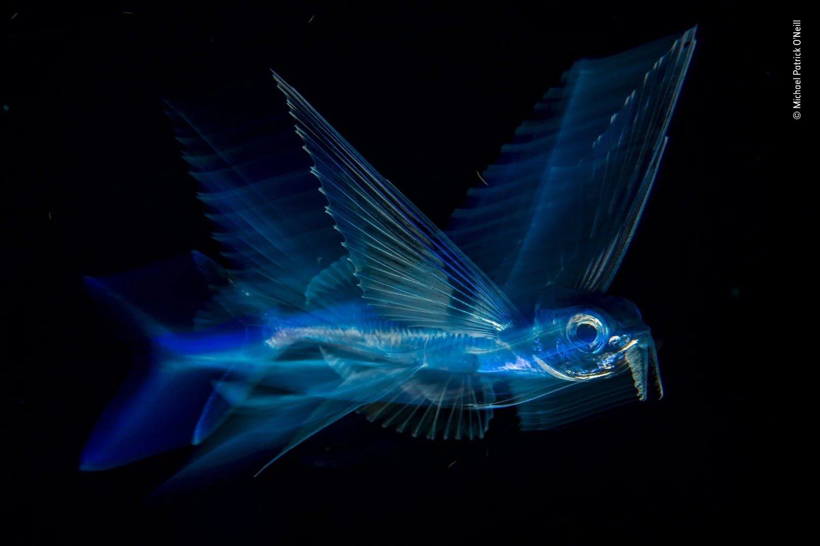 Night Flight by Michael Patrick O’Neill, USA. Winner 2018, Category: Under Water. Spreading their long, pointed pectoral fins like wings, flying fish can glide for several hundred meters (more than 650 feet). At night, they are more approachable, moving slowly as they feed on planktonic animals close to the surface