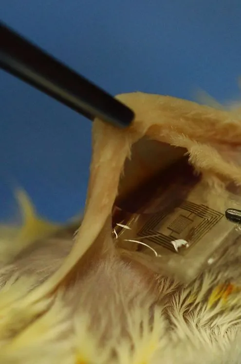 A biodegradable integrated circuit is inserted under the skin of a lab rat (Photo: Beckman Institute, University of Illinois and Tufts University)