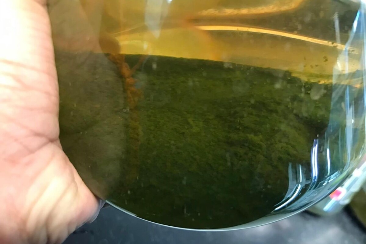 Coffee grounds used to both feed and support biodieselproducing algae