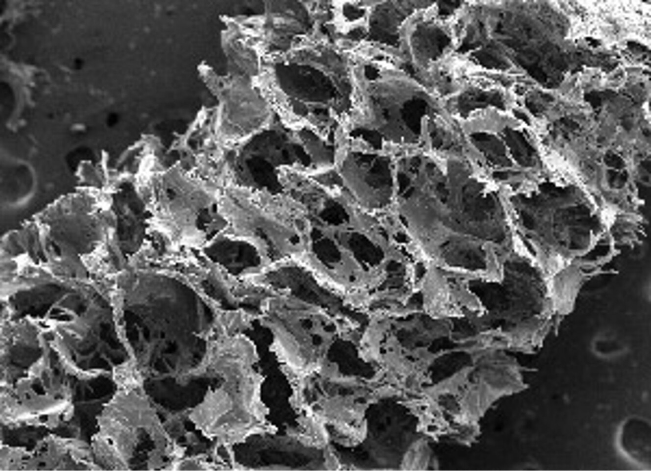 Image of silk-based scaffold taken with a scanning electron microscope