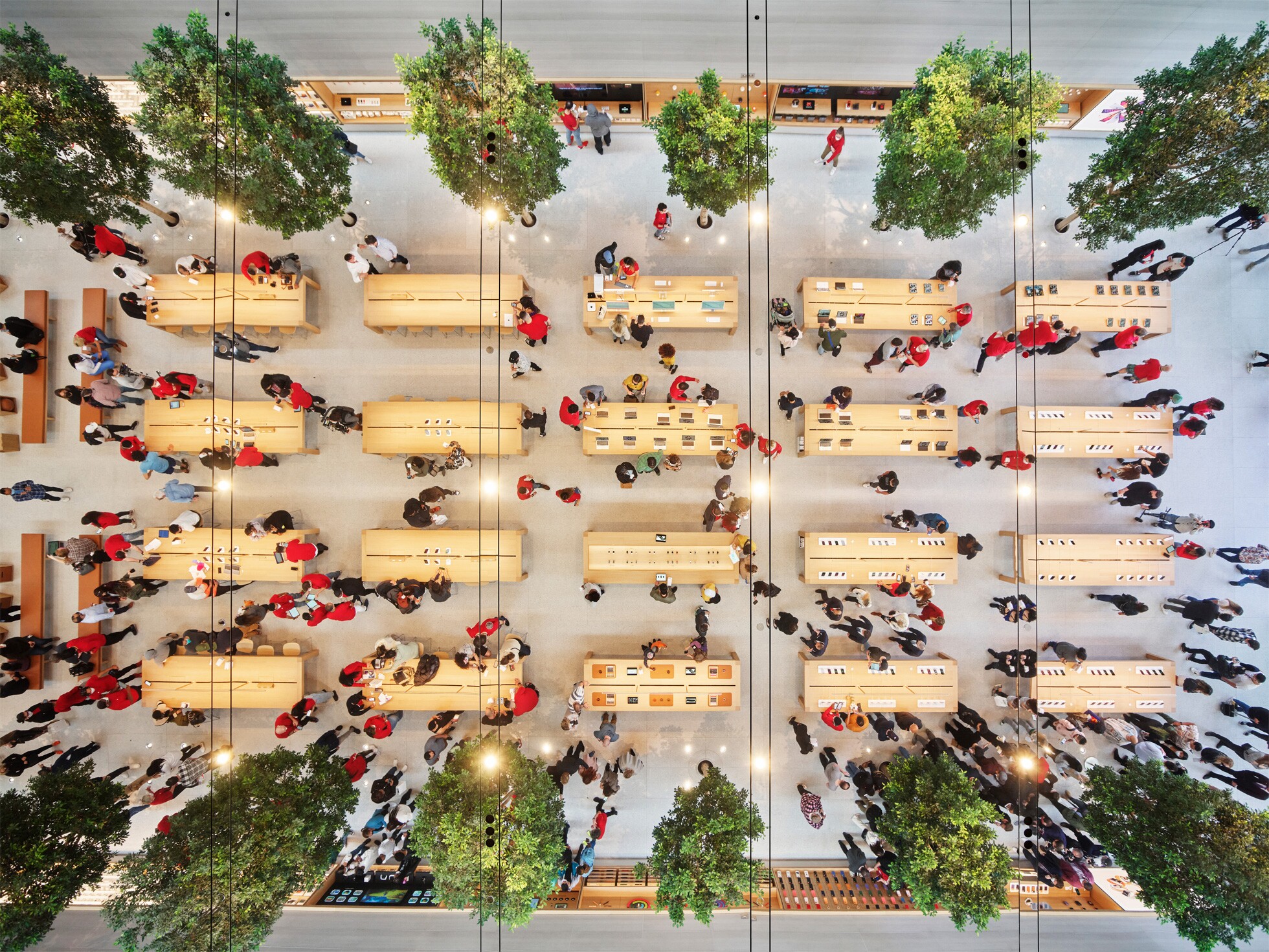 LA Apple Store brings the outdoors inside with treelined retail space
