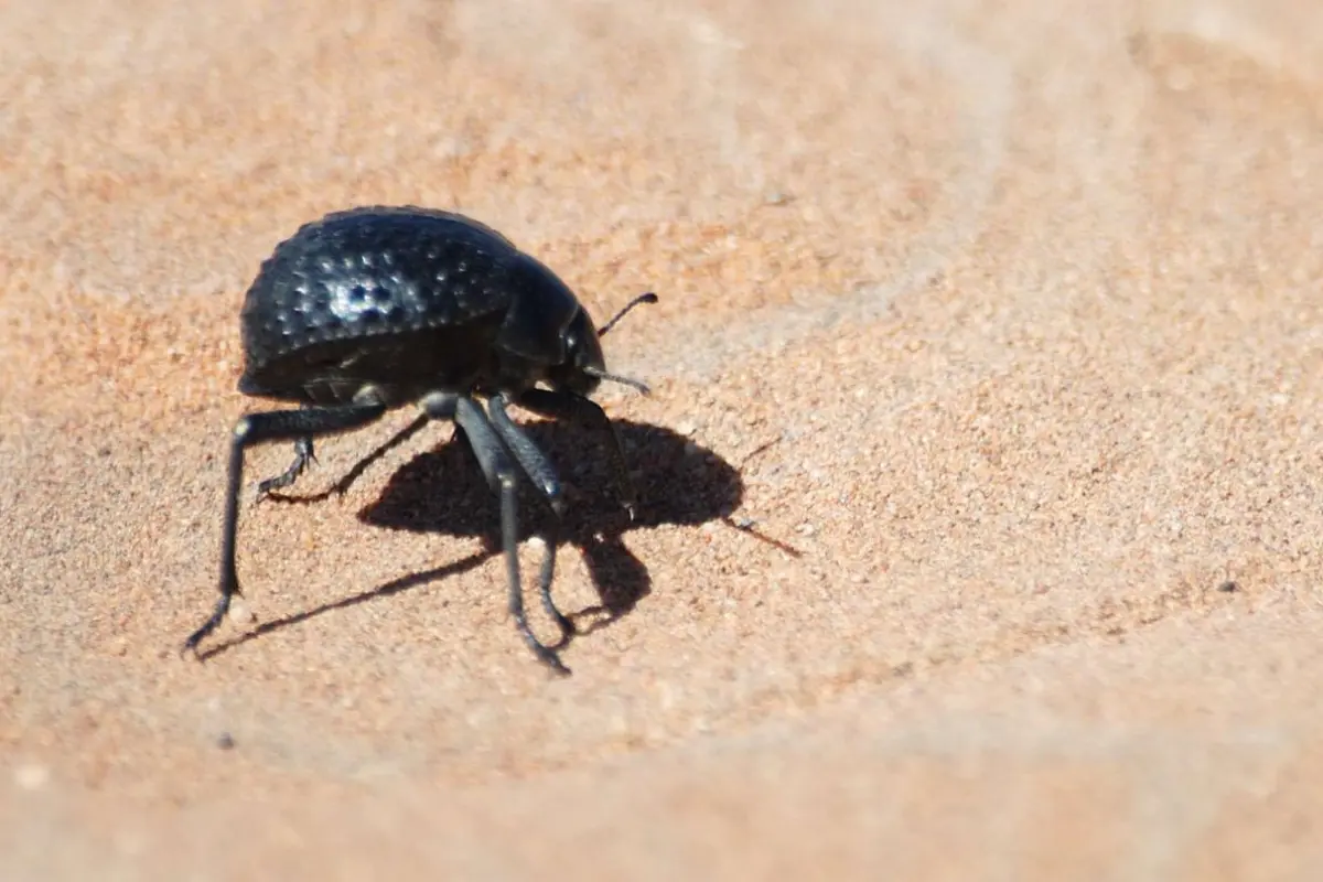 The Namib Desert Beetle, which lives in one of the hottest places in the world but is still able to gather water, has inspired a way to prevent ice buildup on surfaces