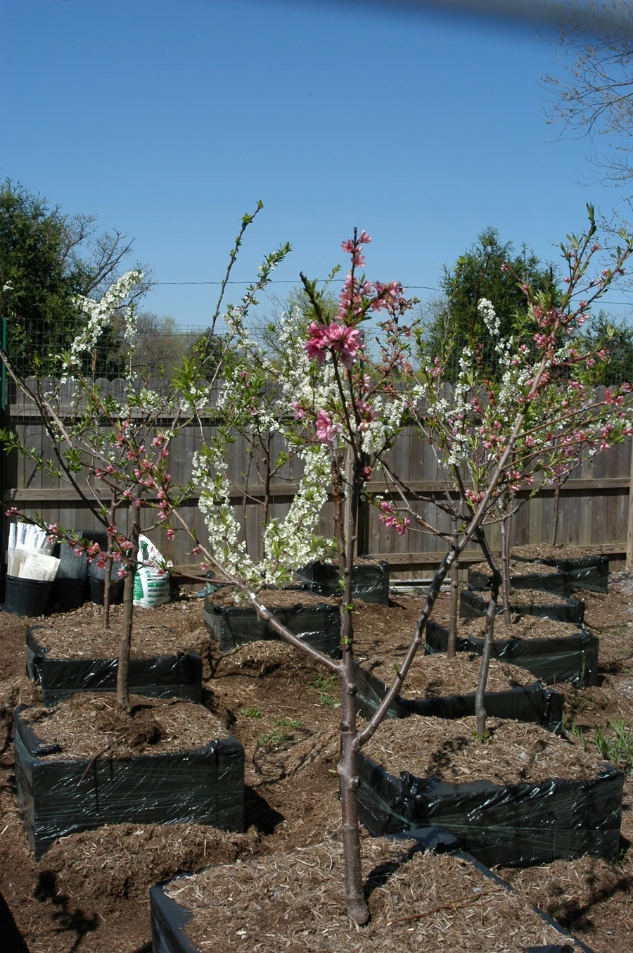 Artist Sam Van Aken began the Tree of 40 Fruit project in 2008 and has been creating new trees and developing the process ever since (Image: Sam Van Aken / Ronald Feldman Fine Art)