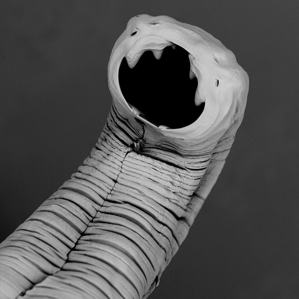 A close-up of Nectator americanus, showing the tiny hooks it uses to latch onto the human intestinal wall