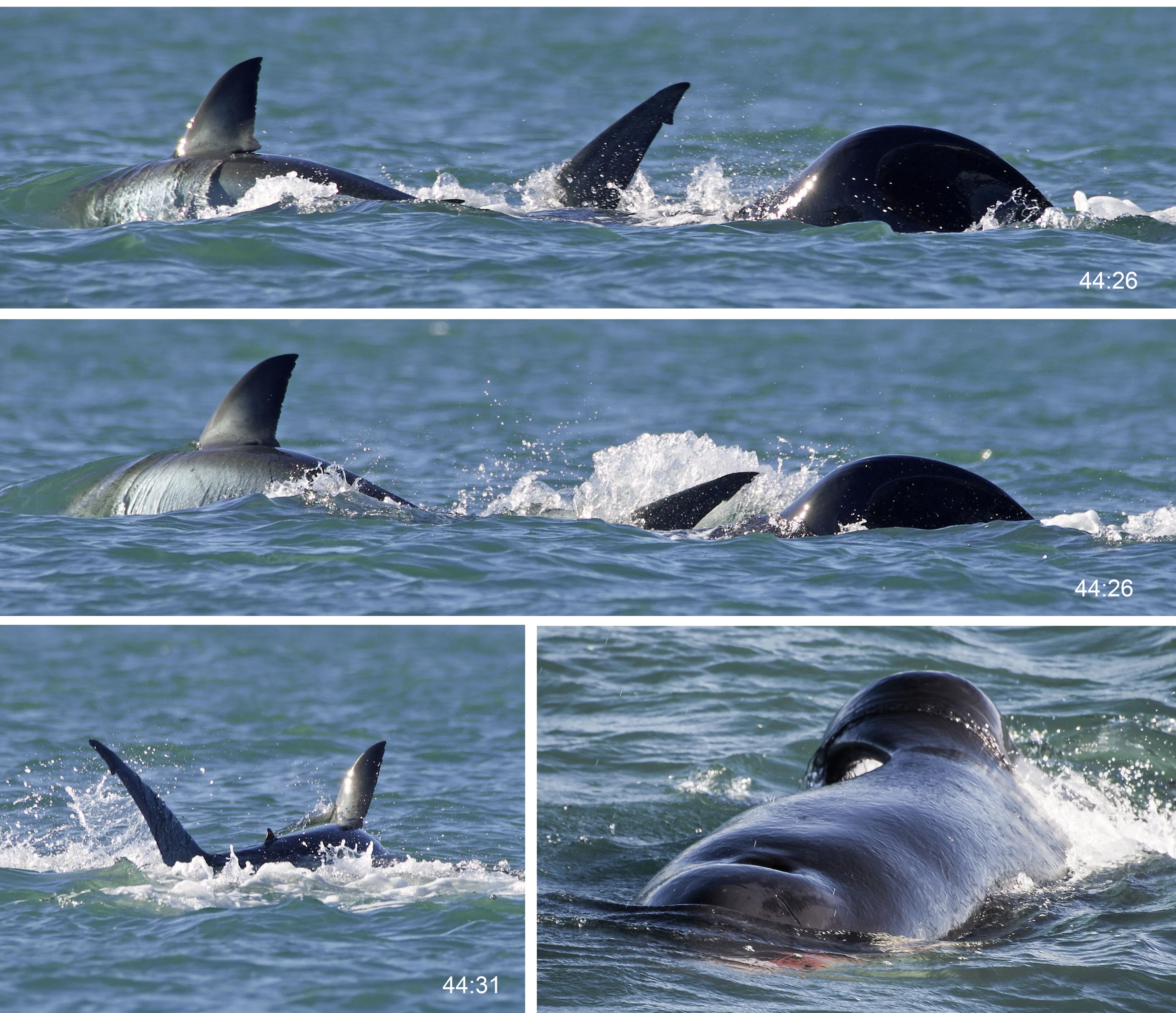 A selection of images captured during the solo attack – Starboard is so-named because his dorsal fin droops to the right