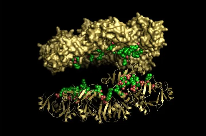 La Trobe researchers have isolated a peptide from tobacco flowers that could be a promising new antibiotic candidate