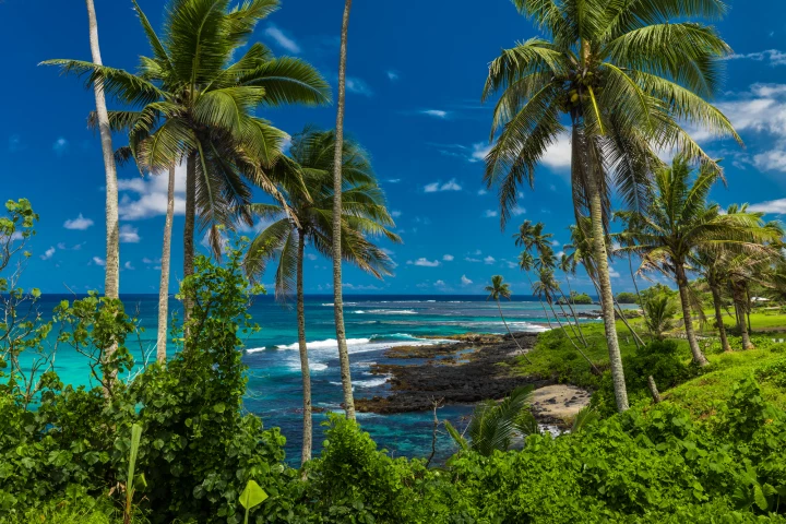 The study found the traditional Samoan plant as effective an anti-inflammatory as ibuprofen