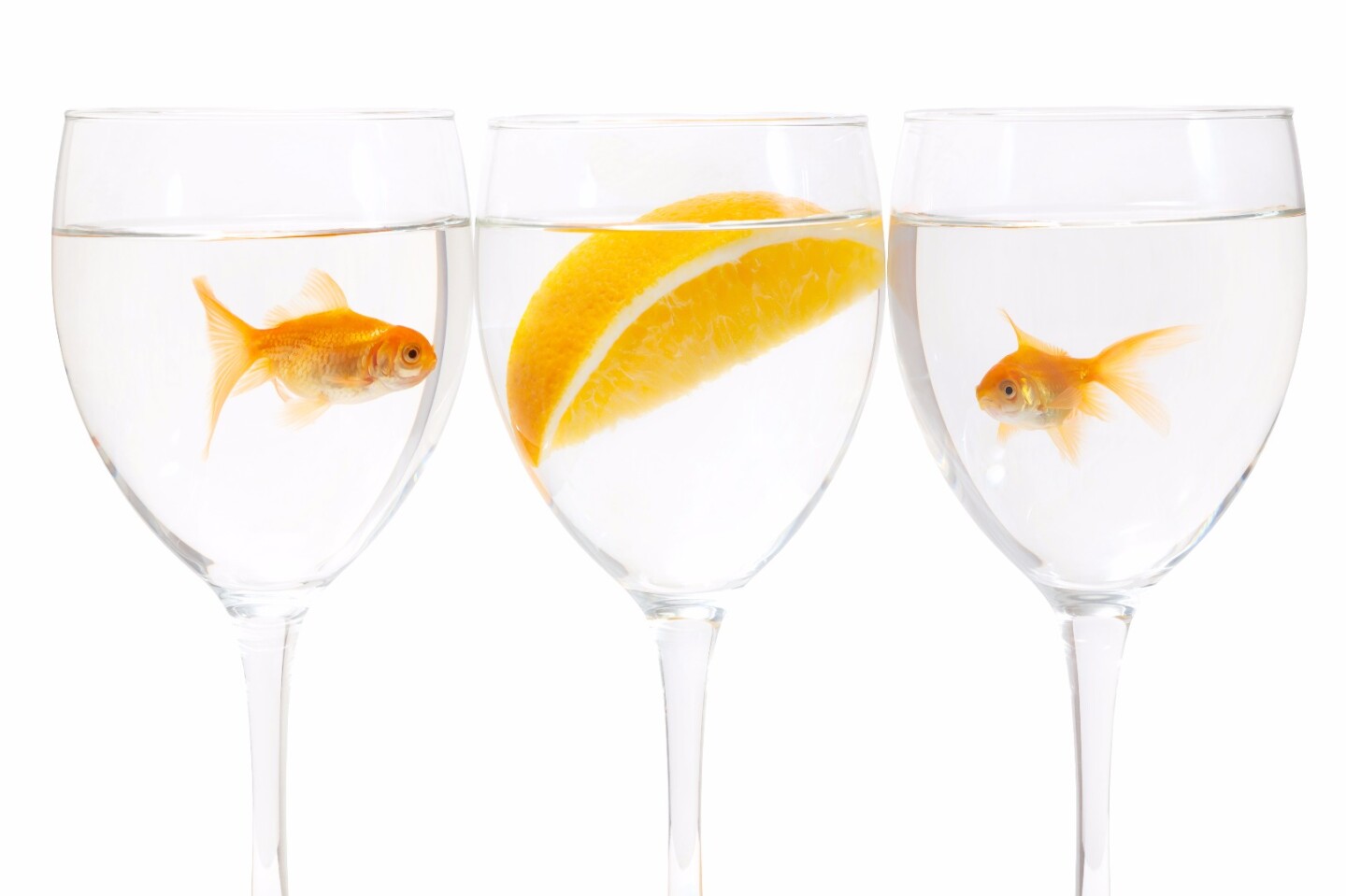 How goldfish brew their own booze to survive harsh winters