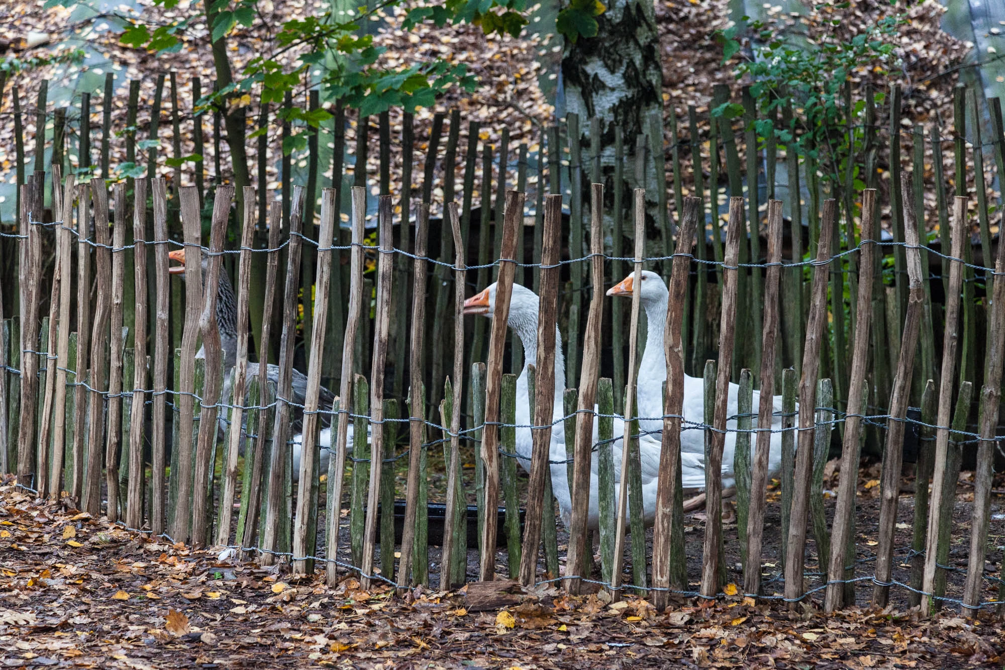 Kulturinsel Einsiedel: these geese are bullies