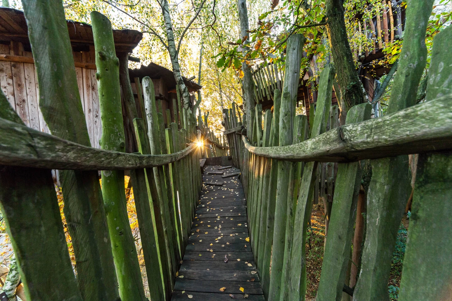 Kulturinsel Einsiedel: dawn on one of the treehouse walkways.