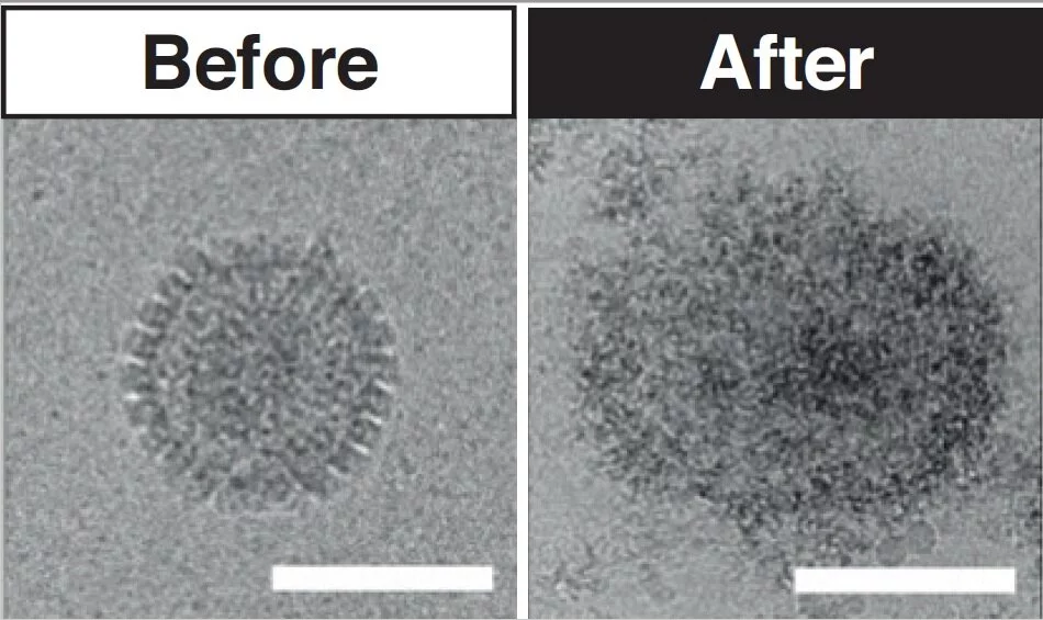 A microscope image of a virus before and after treatment by the antiviral molecules