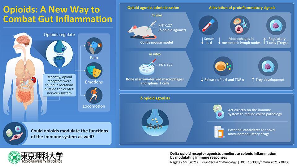 The study hypothesizes opioid drugs as a way to reduce inflammation