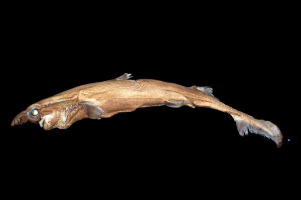 Etmopterus lailae is a new species of Lanternshark with a strange, elongated nose
