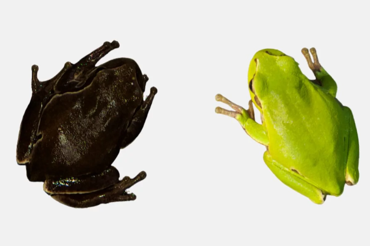 Two specimens of Eastern tree frog at the extremes of coloration. The left one was taken from within the Chernobyl exclusion zone, while the right one was found outside the zone