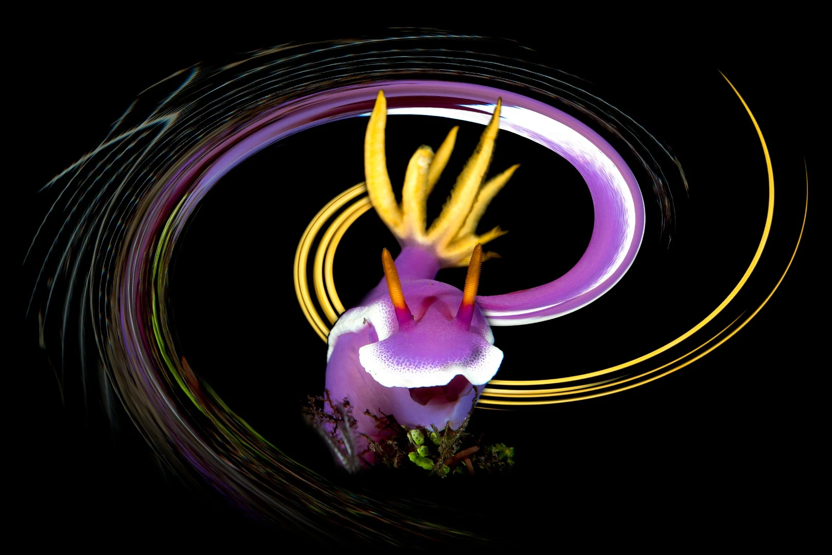 Winner in the Underwater Art category. A simple swirl effect added to an image taken in Bali, Indonesia