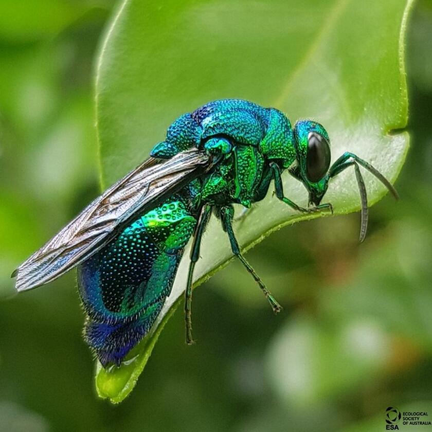 Pamela Walsh won the Mobile Phone Photography for this photograph of a cuckoo wasp