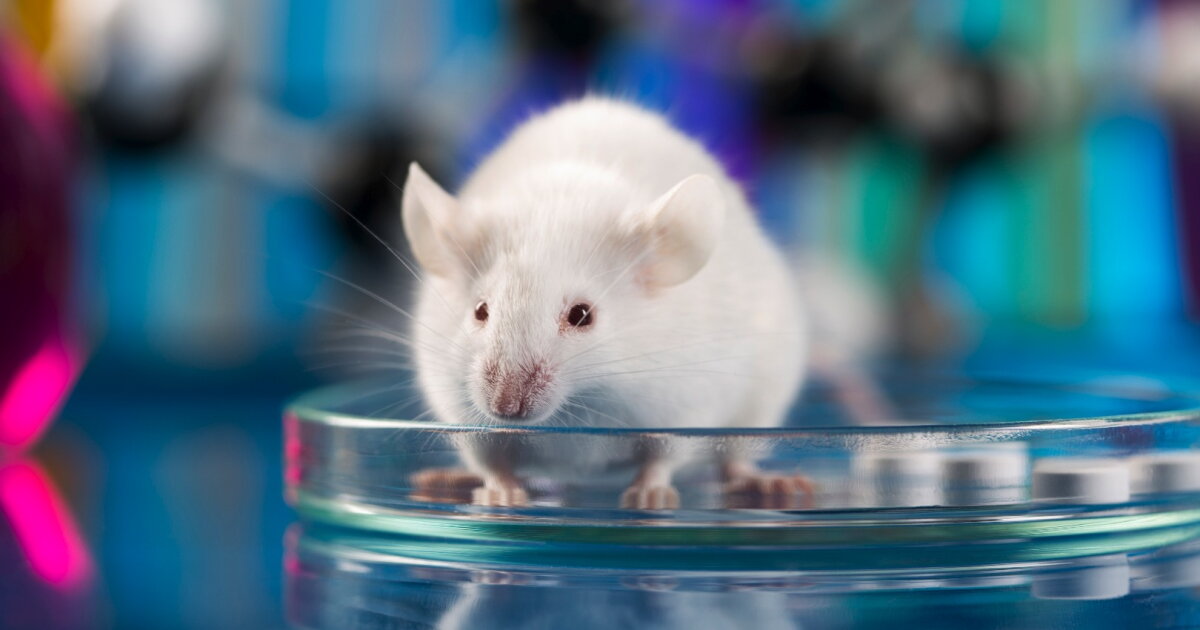 Tail or tunnel? Mouse-handling methods could influence experiments