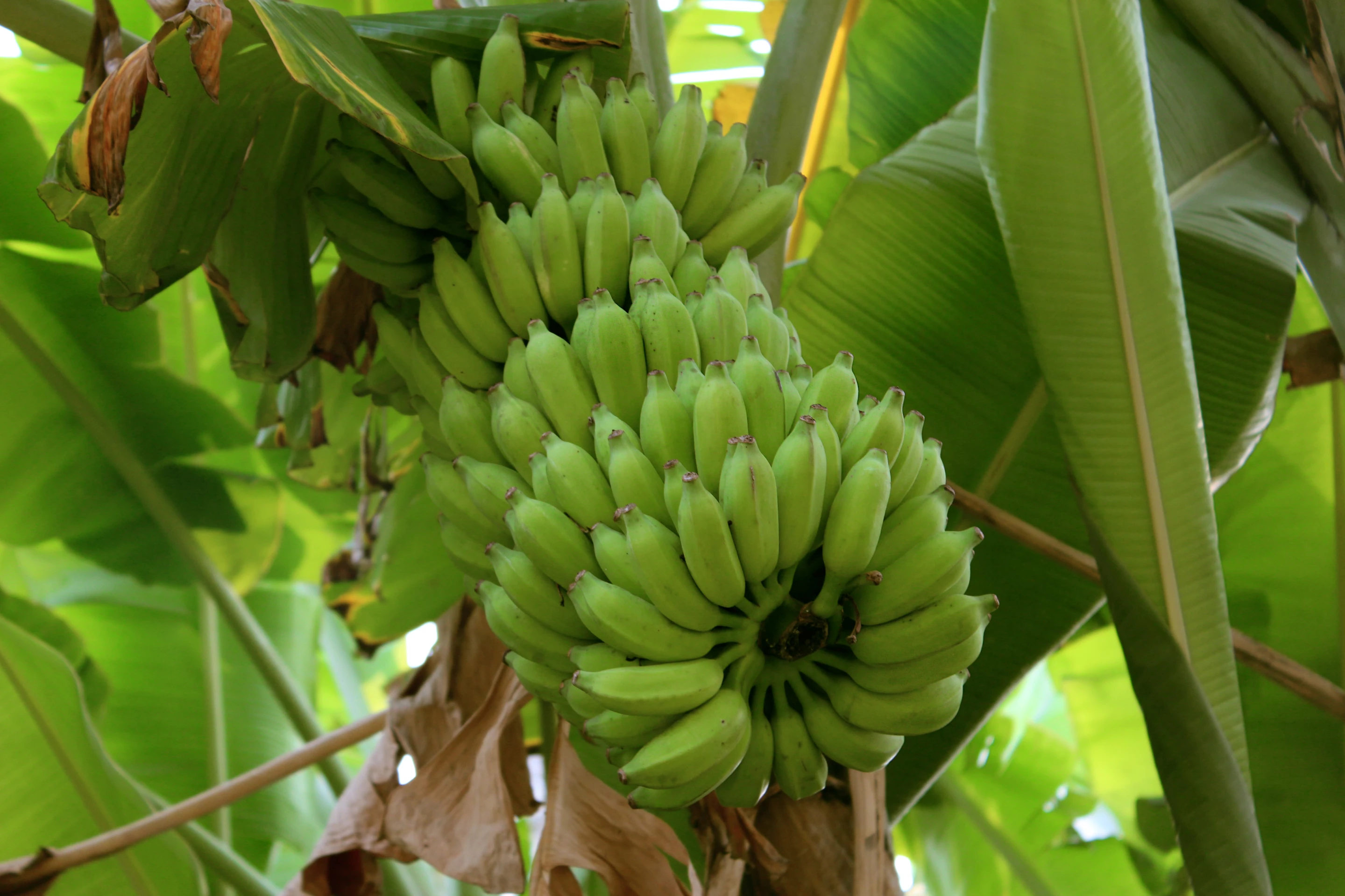 Although all plants are a potential source of nanocellulose, banana plants' high cellulose content makes them particularly well-suited – along with the fact that new plants are grown every year