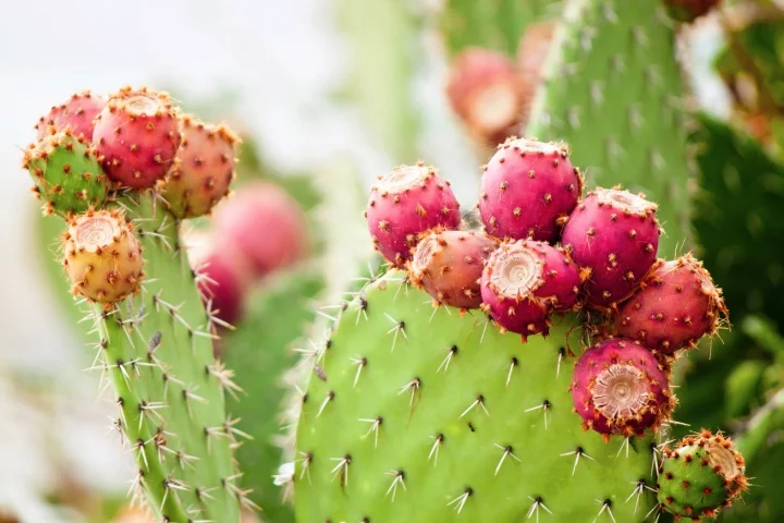 Believed by some to be a hangover cure, prickly pear extract may soon play a more significant role in helping Alzheimer's and Parkinson's patients as well