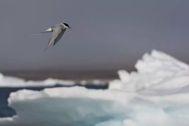 An Arctic tern at Sand Island, High-Arctic Greenland