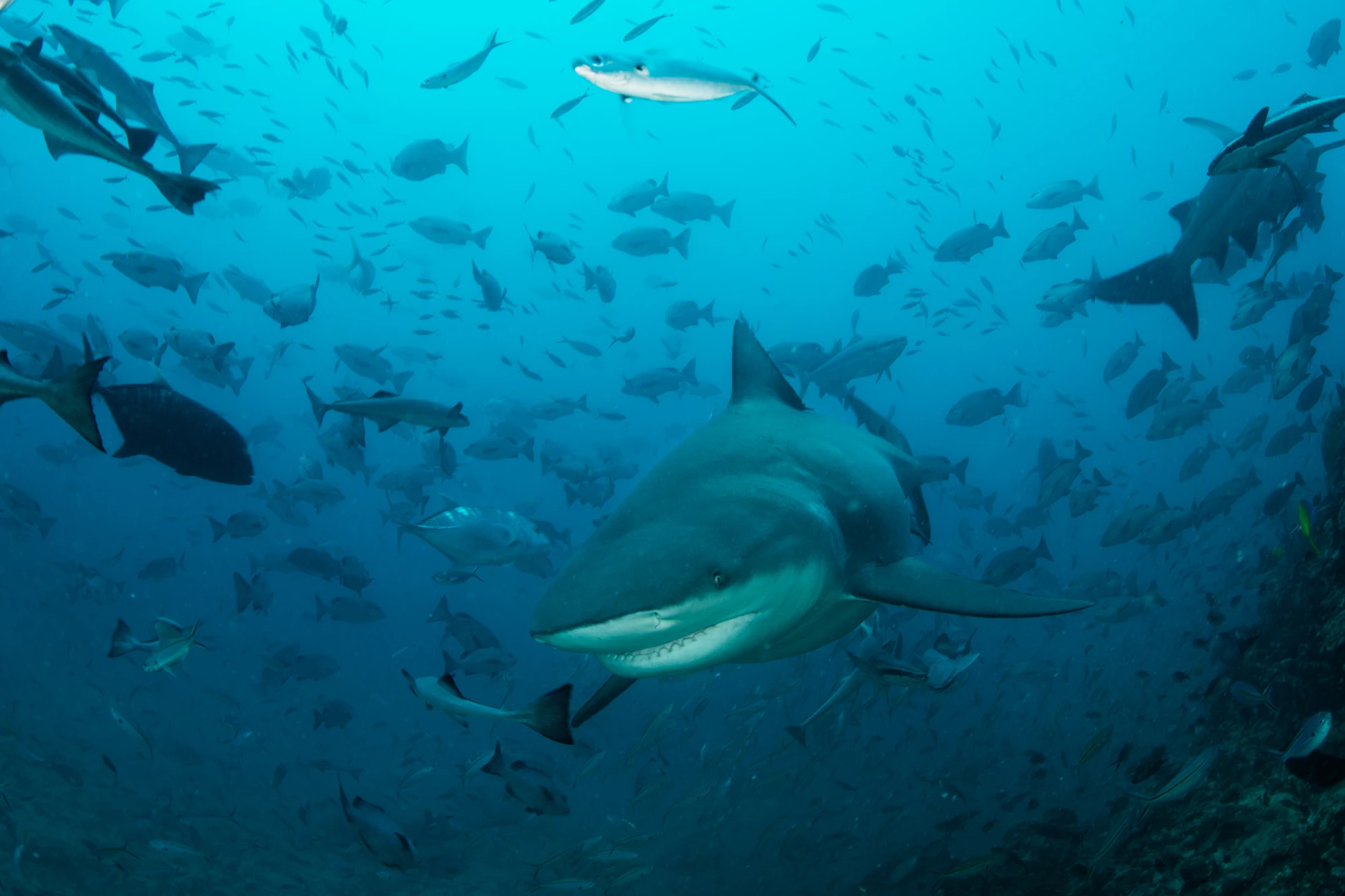 Bull sharks were among the species studied in new research demonstrating that sharks can take turns hunting to coexist in peace