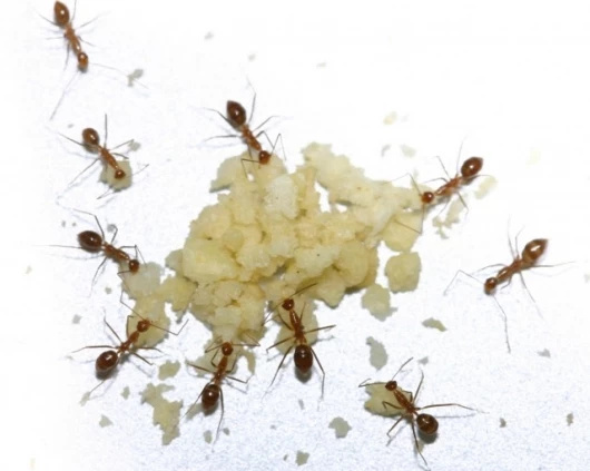 Yellow crazy ants Image: CSIRO