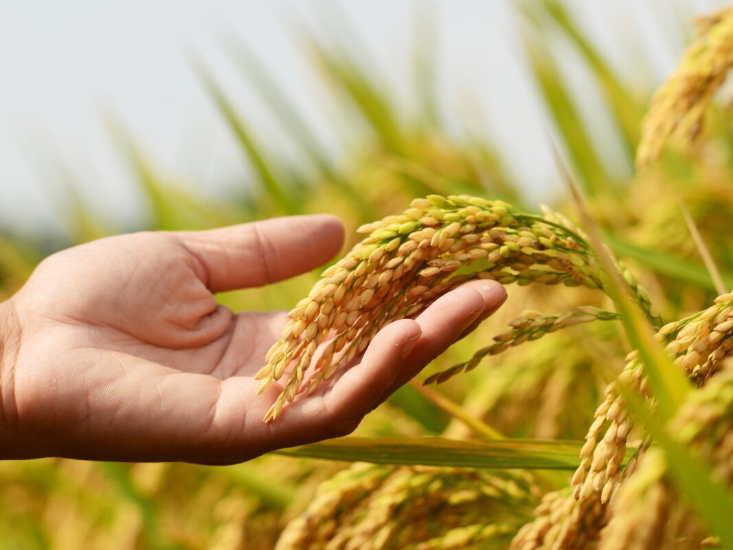 Genetic discovery could change how rice is grown around the world, but at a cost