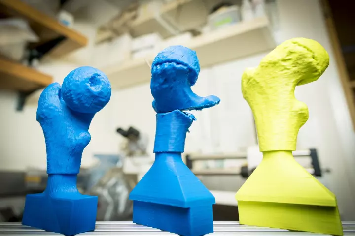 Some of the 3D-printed models used in the study