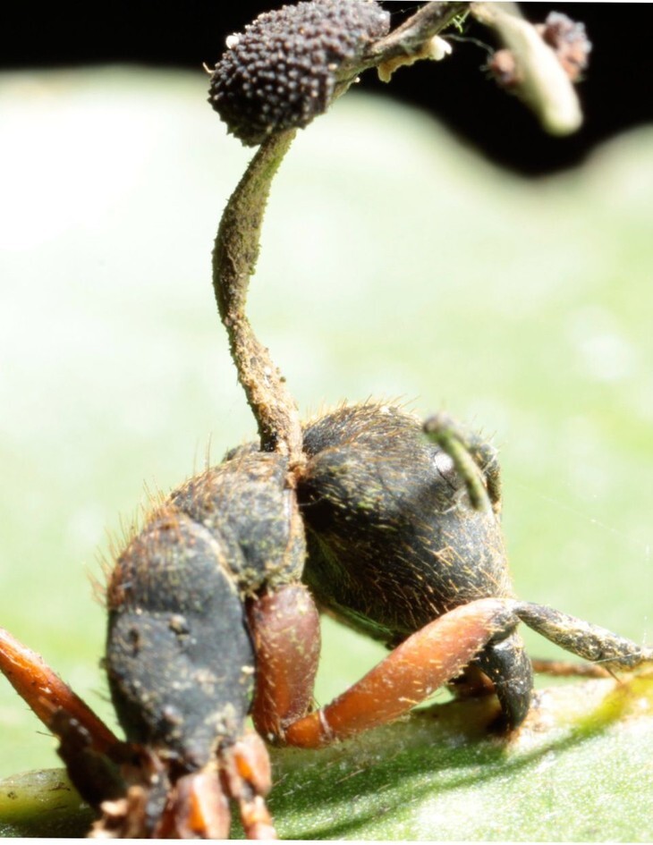 A fungal stalk grows out of the head of a dead infected ant