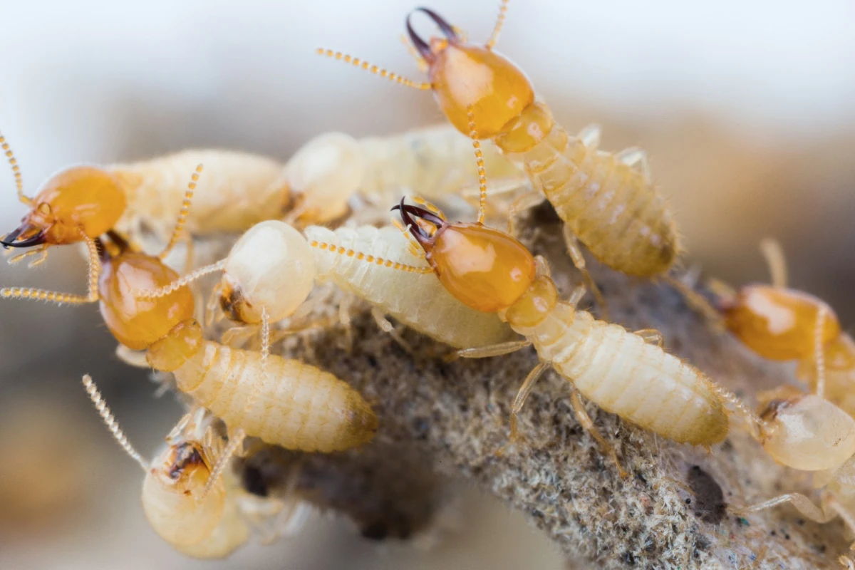 If the discovery can be leveraged for the purposes of pest control, it could be a game-changer