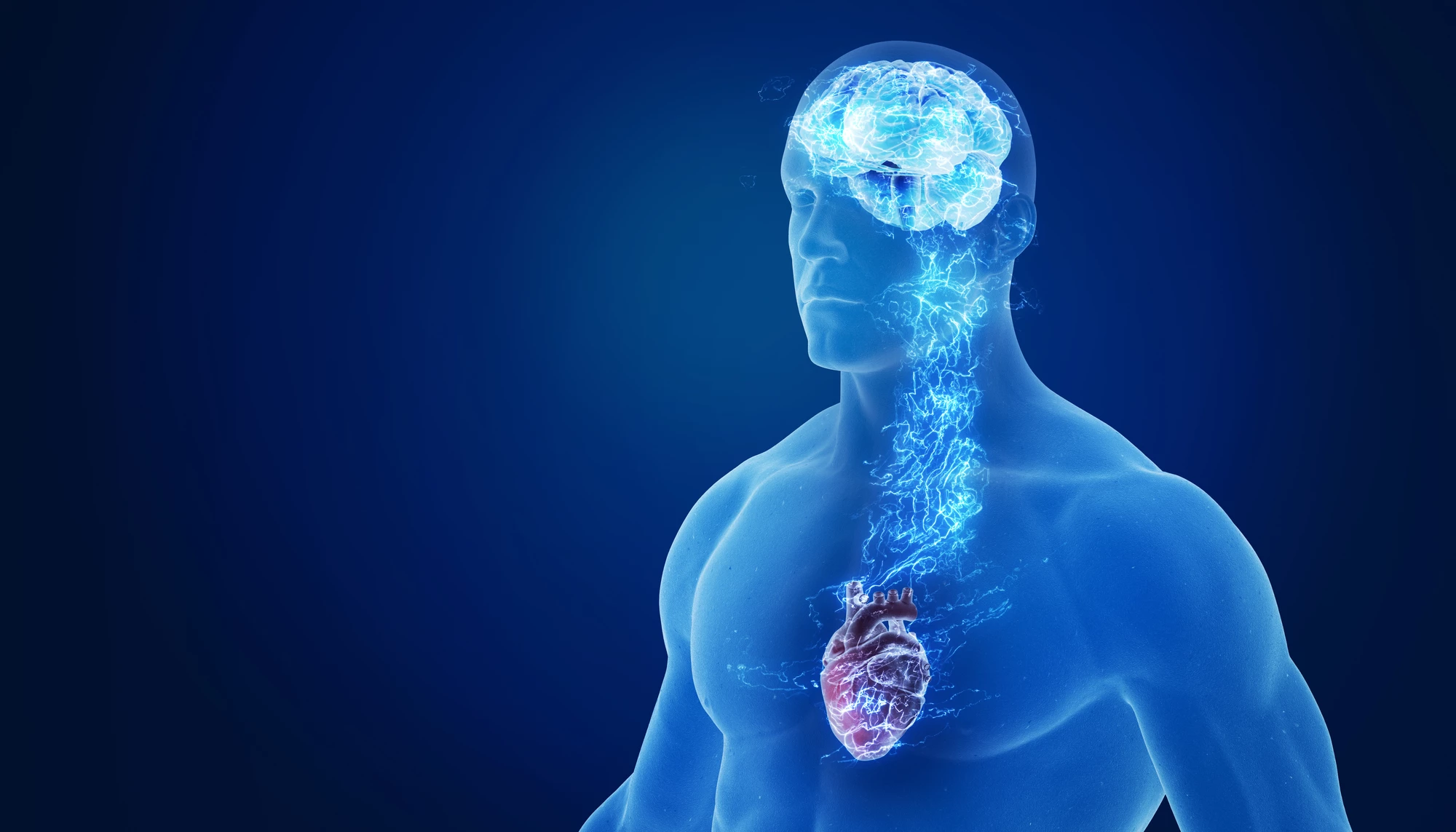 A new drug tempers nervous activity from the brain, alleviating both heart failure and associated sleep apnea