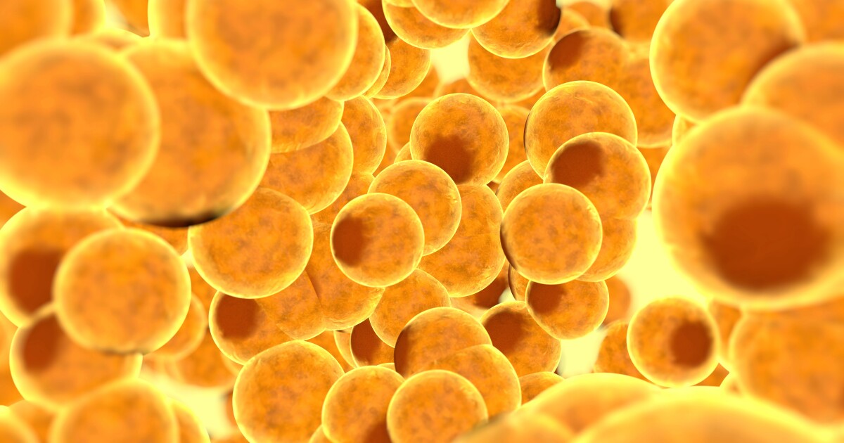 Protein discovery offers new hope for obesity treatment Protein discovery offers new hope for obesity treatment