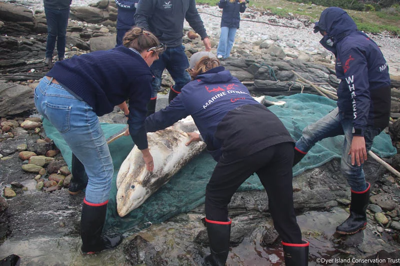 The majority of the carcasses were those of subadult great whites – this could put greater pressure on local shark populations, as the animals are being killed before they can breed