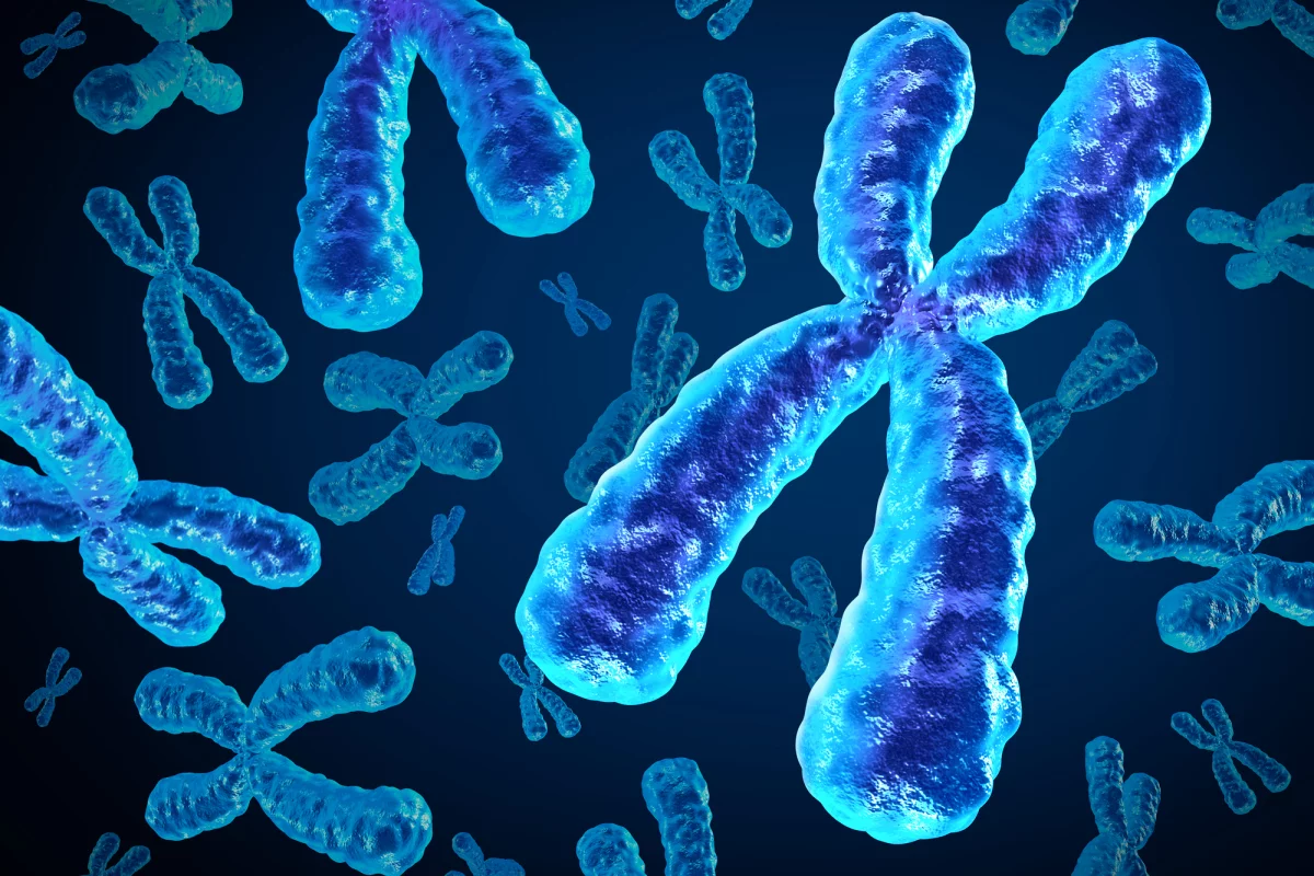 A large-scale genetic study suggests that as many as 1 in 500 men may be carrying an extra X or Y chromosome unknowingly, putting them at higher risk for certain diseases