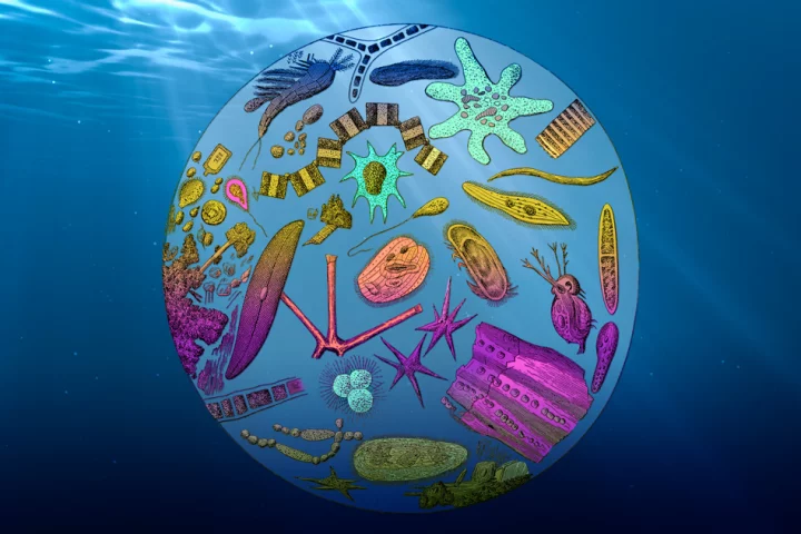 Photosynthesizing plankton help capture carbon from the atmosphere, but warming temperatures are slowing down the process