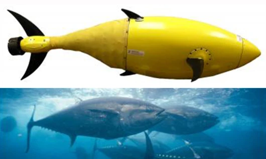 Scientists believe the tuna fish has a natural body framework that's tailor-made for UUV-like machines (Image: Jane Baker, DHS, S and T)