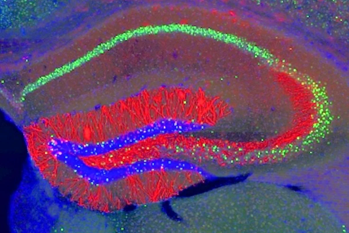 MIT neuroscientists identified the cells (highlighted in red) where memory traces are stored in the mouse hippocampus (Photo: Steve Ramirez and Xu Liu / MIT)