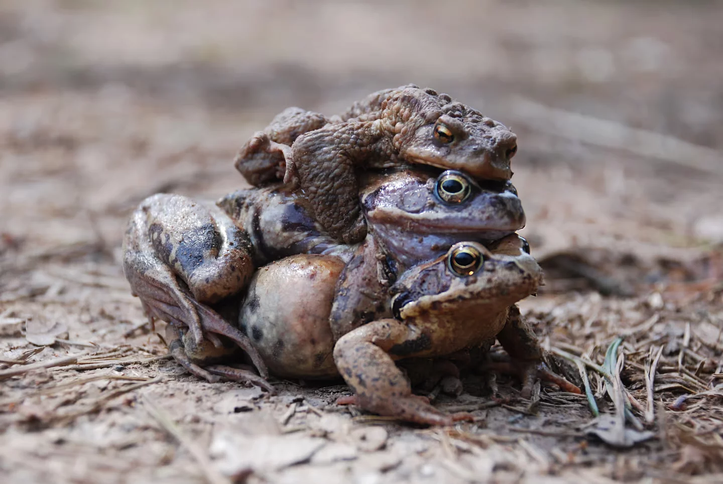 Researchers discover the female frog's sneaky move to get males off her back