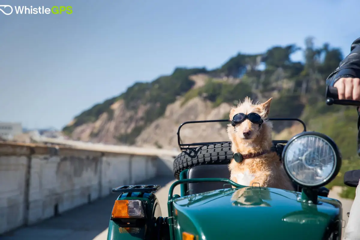 The WhistleGPS pet activity tracker adds GPS capabilities and is the first consumer device to tap into Sigfox's low-power Internet of Things (IoT) network