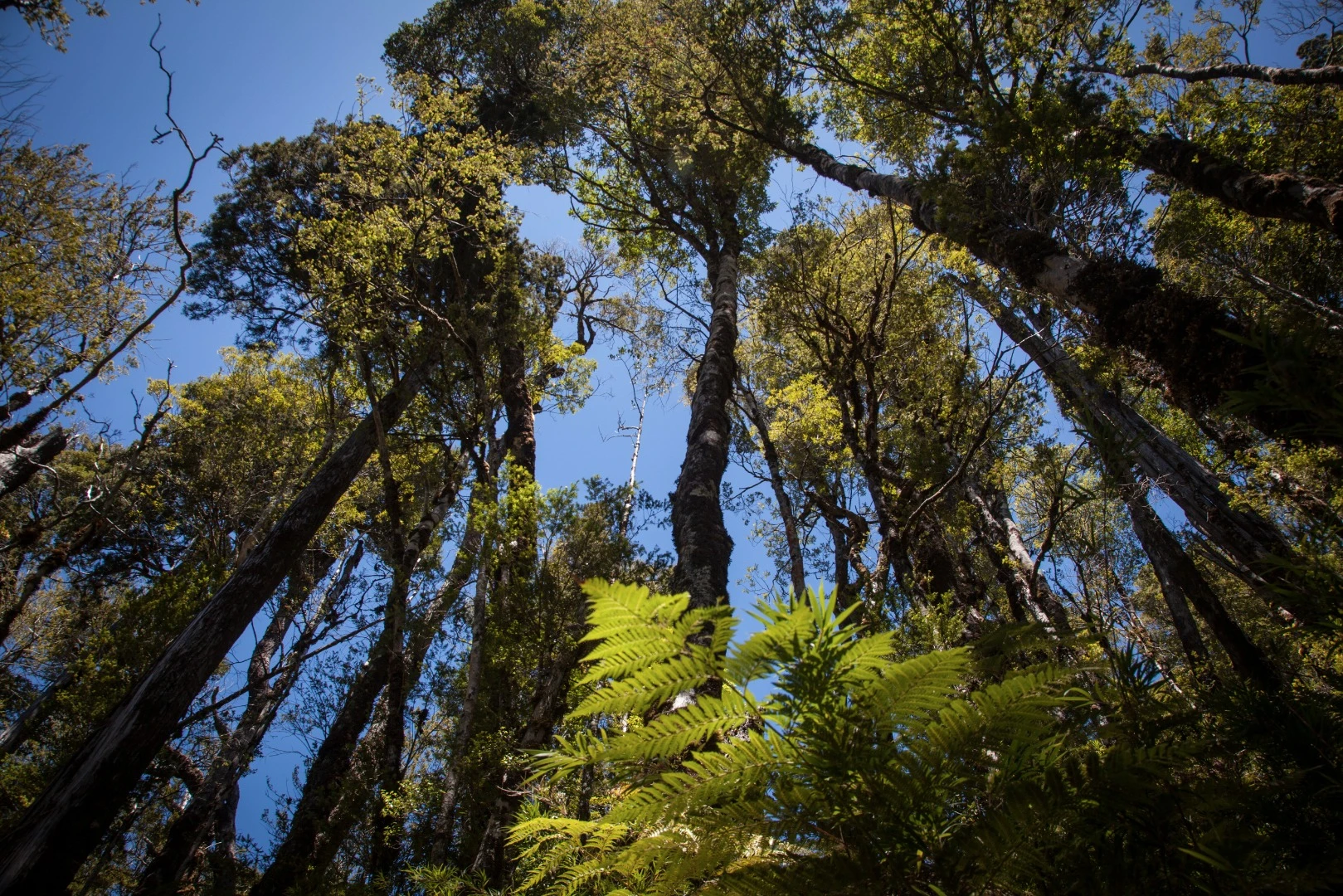 Other species of tree in the forest include the coigüe, ulmo and tineo