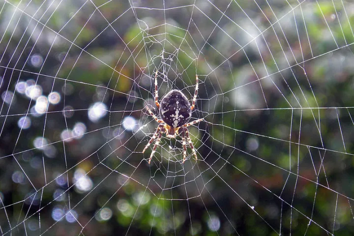 Scientists are experimenting with using genetically engineered spider silk proteins in the field of gene therapy (Photo: Vincent de Groot)