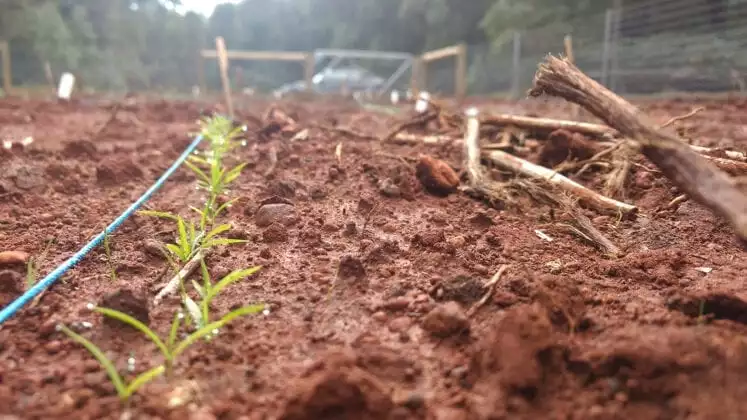 Some of the grass seedlings that were grown from salicylic-acid-coated seeds