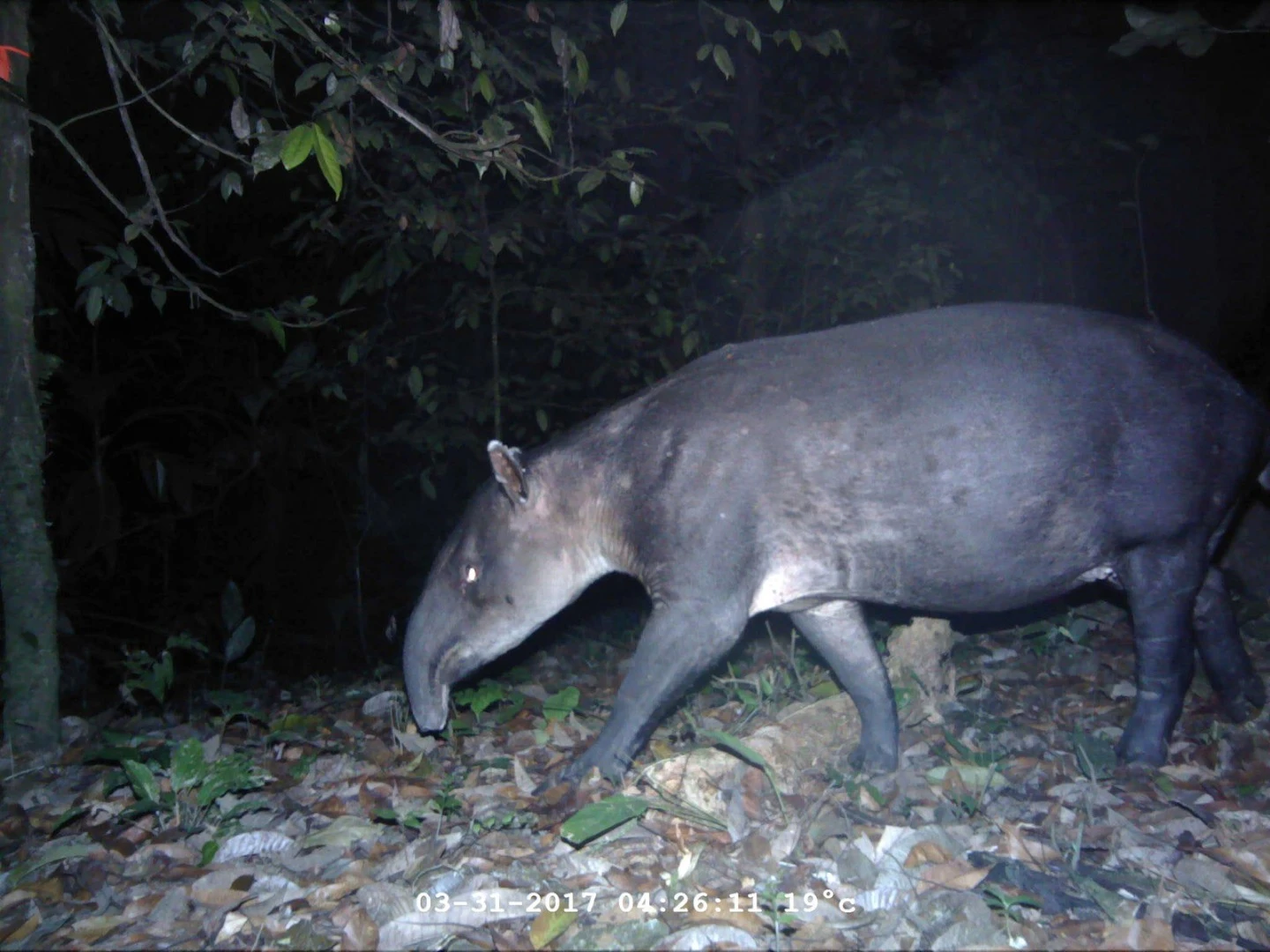 An endangered Baird's tapir, spotted on a camera trap