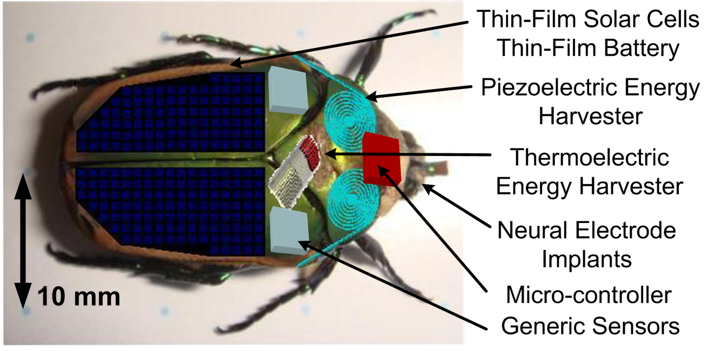 Biological energy harvested from the insect could be used to power small sensors (Image: Erkan Aktakka)
