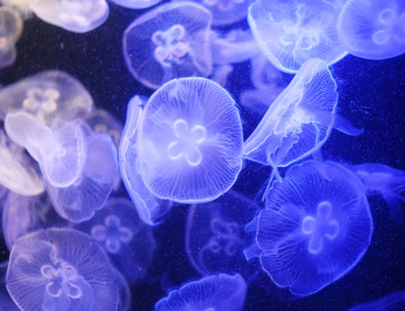 An increase in jellyfish could be least bad part of what will happen to our oceans if global warming continues, according to the study