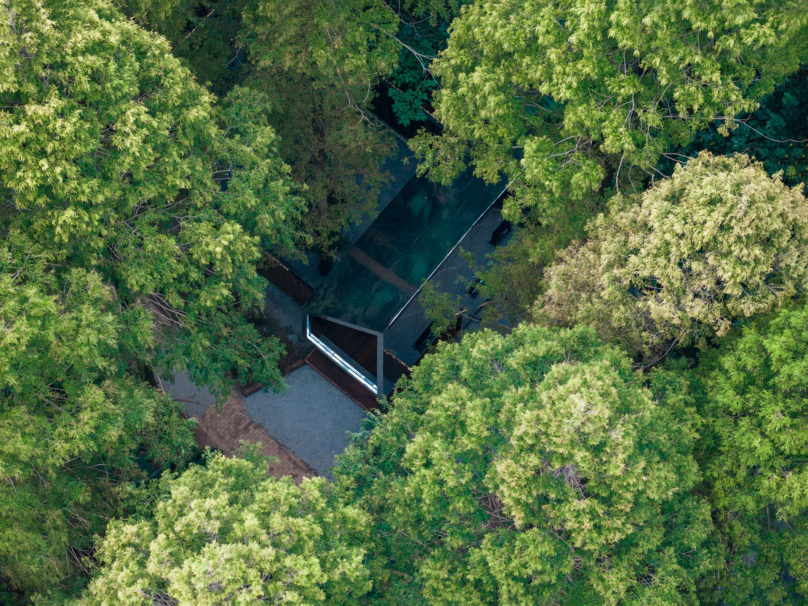 A cabin roof peeks out from the treetops